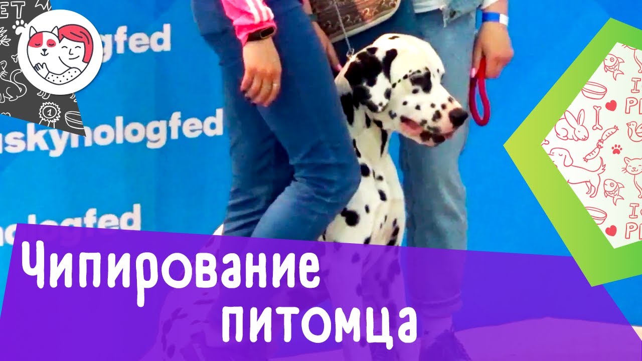 4 причины, почему необходимо чипировать питомца