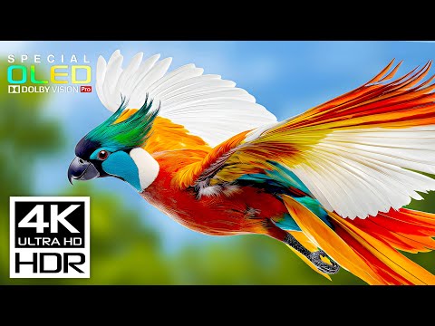 The Coolest 4K Videos of All Time | Dolby Vision | 4K HDR 120 fps