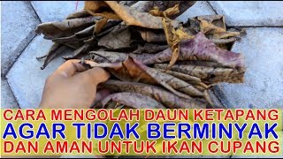 Download lagu Cara Mengolah Daun Ketapang Agar Tidak Berminyak dan Aman untuk Ikan Cupang🐟 mp3