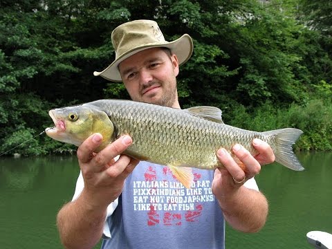Light spinning for chub - "Dule worm" lure (river Sava)