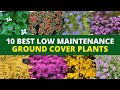 View 28 Perennial Ground Cover Plants