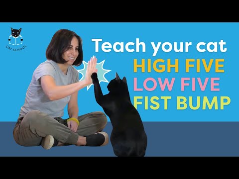 Three easy paw tricks to teach your cat