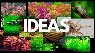 10 Gallon Aquarium Stocking Ideas: 5 AWESOME Ideas for YOUR 10 Gallon Aquarium