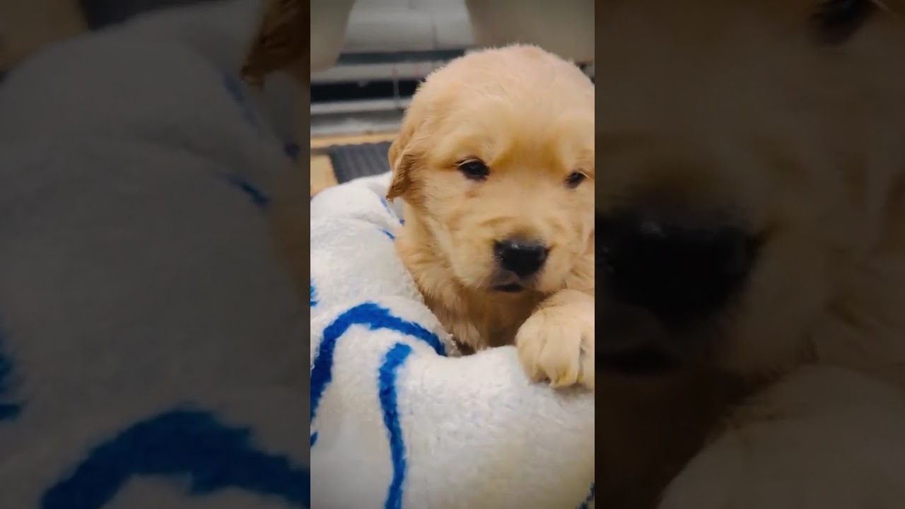 Golden Retrievers: How to Select a Reputable Breeder for Your New Golden Retriever Puppy