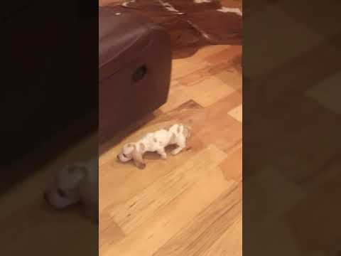 Buffy the cutest little basset hound