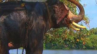 Elephant bathing, Alappuzha