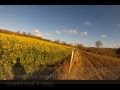 Chasse 2015 Chasse Au Renard Tir à 15m