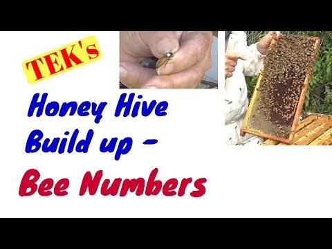 3. 18 Honey Hive Build up -  Bee Numbers
