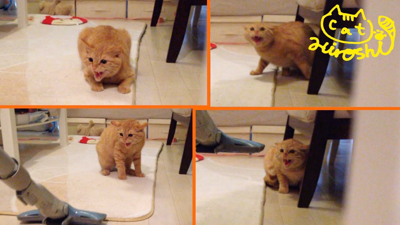 茶トラ子猫時代「ひろし」怒りのシャーーー！掃除機嫌いは猫の定番かな(・ω・)