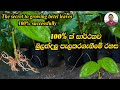 How To Grow Betel How To Plant Betel Vines බුලත් වගාව හා නිවැරදි