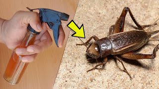 How to Get Rid of Crickets - Easiest Way to Get Rid of Crickets in House
