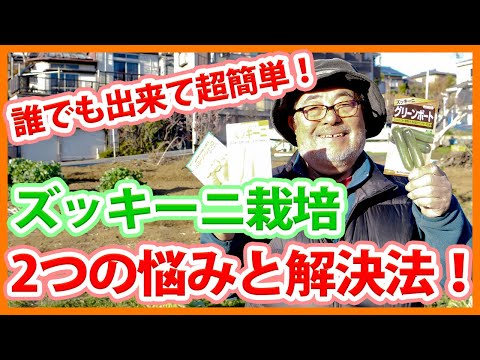 ズッキーニの植え付け:いつ、どのように行うか 庭の練習