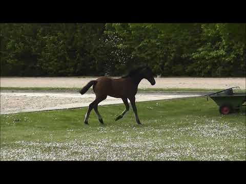 Global Foals | Springfohlen Stute | Conthargos × London