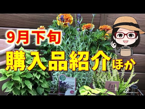 オックスアイ、ゴールデンデイジー 植物