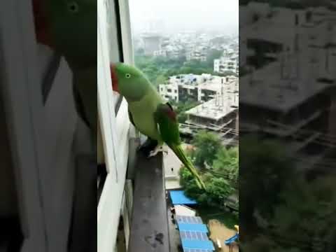 talking parrot mummy #cuteparrotshorts #popat #talkingparot