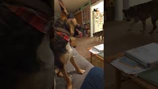 Video preview image #1 Rottweiler-Siberian Husky Mix Puppy For Sale in Rootstown, OH, USA