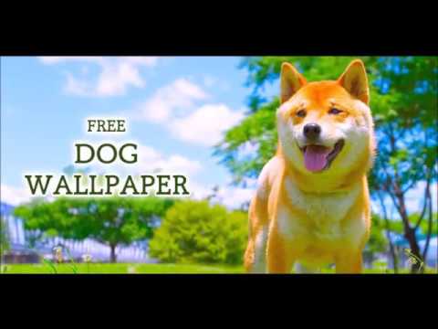 Wallpaper Dog Collection Video