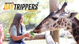 DAYTRIPPERS | Our day at the Brevard Zoo | Wild fun, animal encounters, adventure in Florida