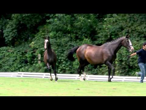 Hukelmann, Balou du Rouet