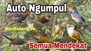 Download lagu Suara pikat Burung prenjak Ribut!!Pikat Semua Jenis burung prenjak mp3