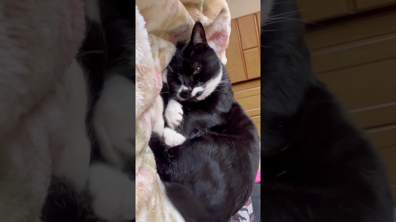 もじもじおててのかわいいお返事🐈ハチワレ猫ざきお【猫動画】