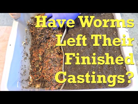 1 Year old (was outdoor bag) v4 worms after 10 days migrating - vermicompost