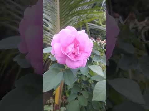 I Think It's Mary Rose 🤔|#Shorts