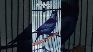 Download lagu suara burung cucak keling #birds #burungkicaudialamliar #kicaumania mp3