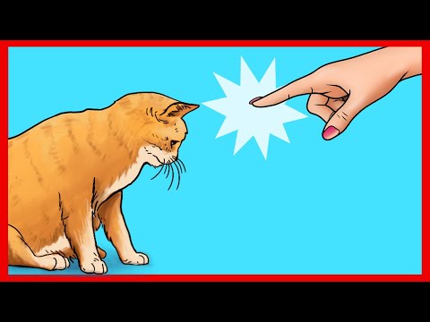 YouTube video about: Did you feed the cat sign?