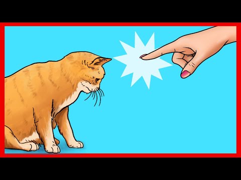 21 Ways You Are Hurting Your Cat Without Realizing - YouTube