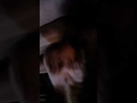 Day 1 dog day (Host:Dashawn and Roxy)