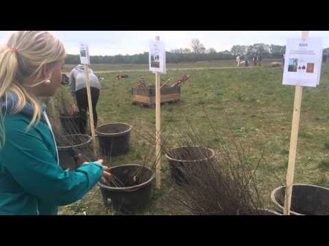 Yves Rocher - Trädplantering