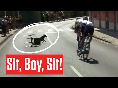Dog Tries To Take Part In Stage 13 Of Vuelta a España 2025