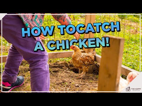 , title : 'Catch Your Chicken Like a Pro: Top Techniques Revealed!'