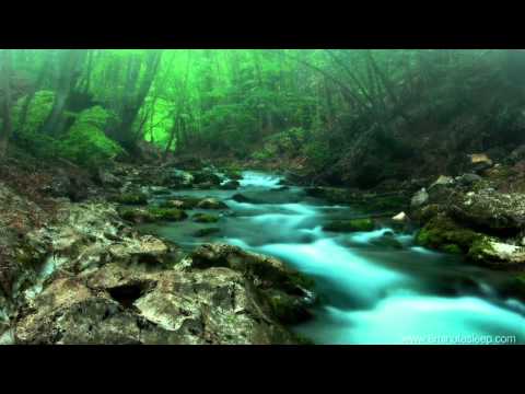 FOREST CREEK Nature Sounds | 11 Hours (For stress relief, relaxation & sleeping)