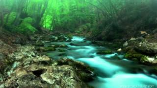 FOREST CREEK Nature Sounds | 11 Hours (For stress relief, relaxation &amp; sleeping)