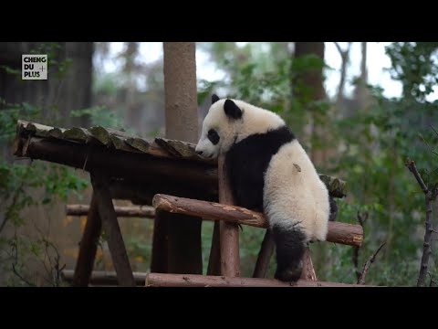 "la nuova casa del panda gigante a chengdu" 打卡“胖达”新居