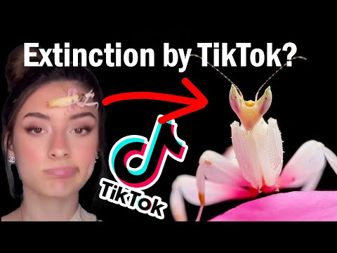 TikTok's Exotic Pet Problem