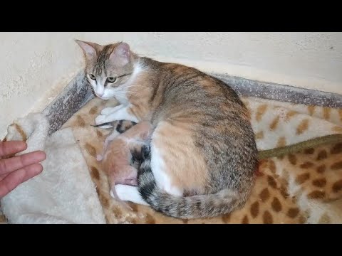 A tender cat gives birth to three beautiful kittens