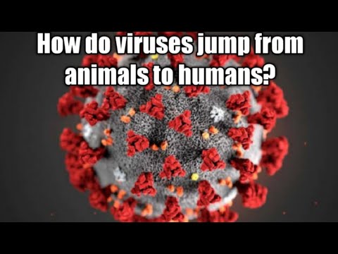 How do viruses jump from animals to humans?