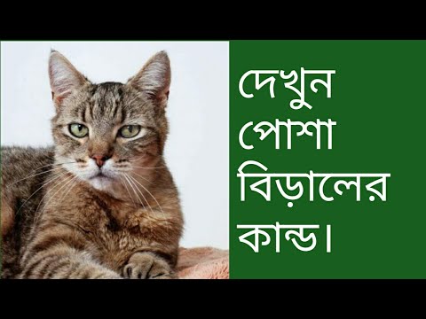 Pussy Cat,Pussy Cat.পোশা বিড়ালের একটি অভাগ করা কান্ড।cat fiddling.Kids Taseen Show. Cat.Borishal.