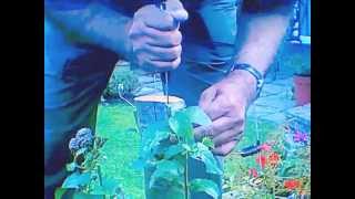 Bark Grafting Plum Tree:: 004
