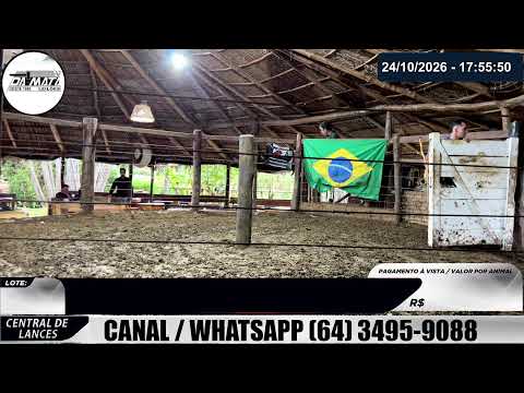 Leilão de gado em Goiatuba Goiás,  24/10/2026 - Mata Preta  Leilões - 14:30 Hs