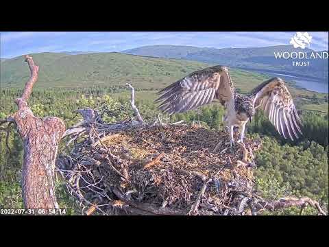 FLEDGE, fish, & a crash landing as Loch Arkaig Osprey chick Sarafina LW6 finds her wings 31 Jul 2022