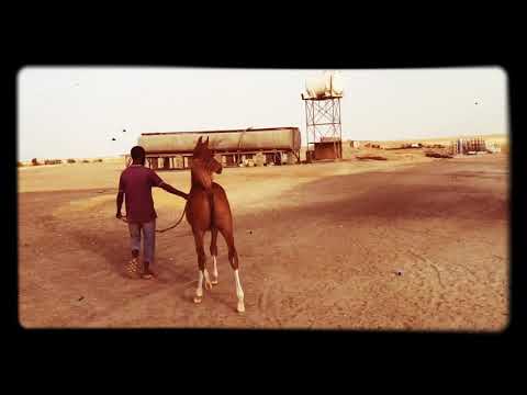 المهرة العربية الأصيلة هلا الخرصان بنت الفحل منصور الجلوية