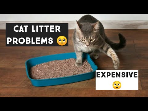 Cat litter Problems : YOU'RE DOING YOUR CAT LITTER WRONG | Cheap Cat Litter | Wooden Cat Litter