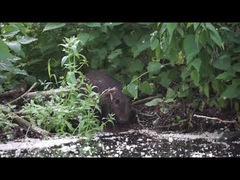 Biber am Fuchsbach 18.6.2021