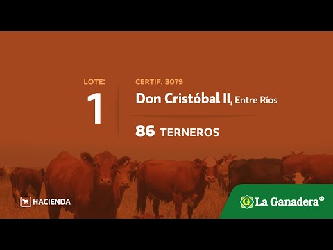 Lote Terneros en Don Cristobal II