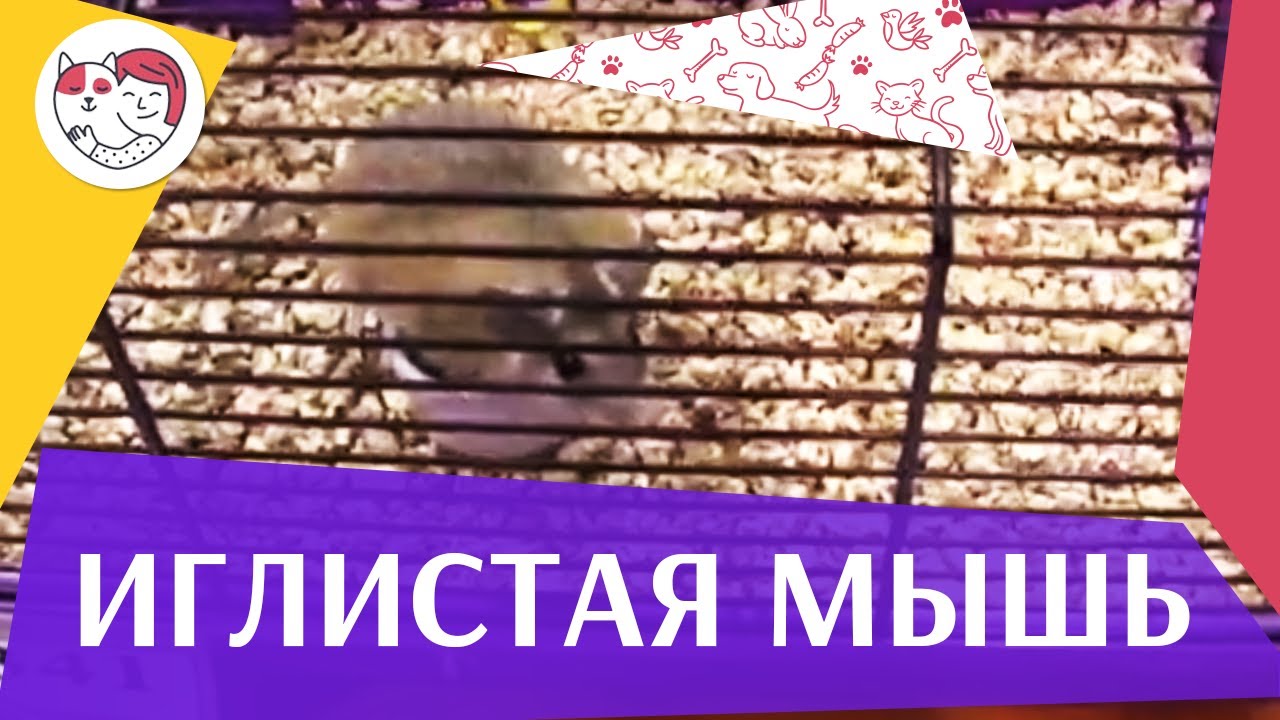Иглистая мышь Кормление на ilikepet