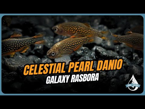 Celestial Pearl Danio | Care Guide and more